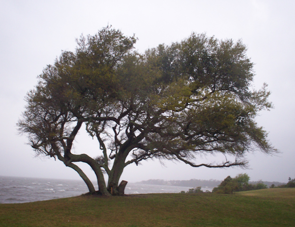 Featured image for “As With the Wind, So With the Spirit”