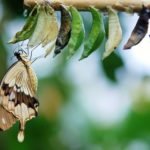 A Trinitarian Vision of Spiritual Transformation