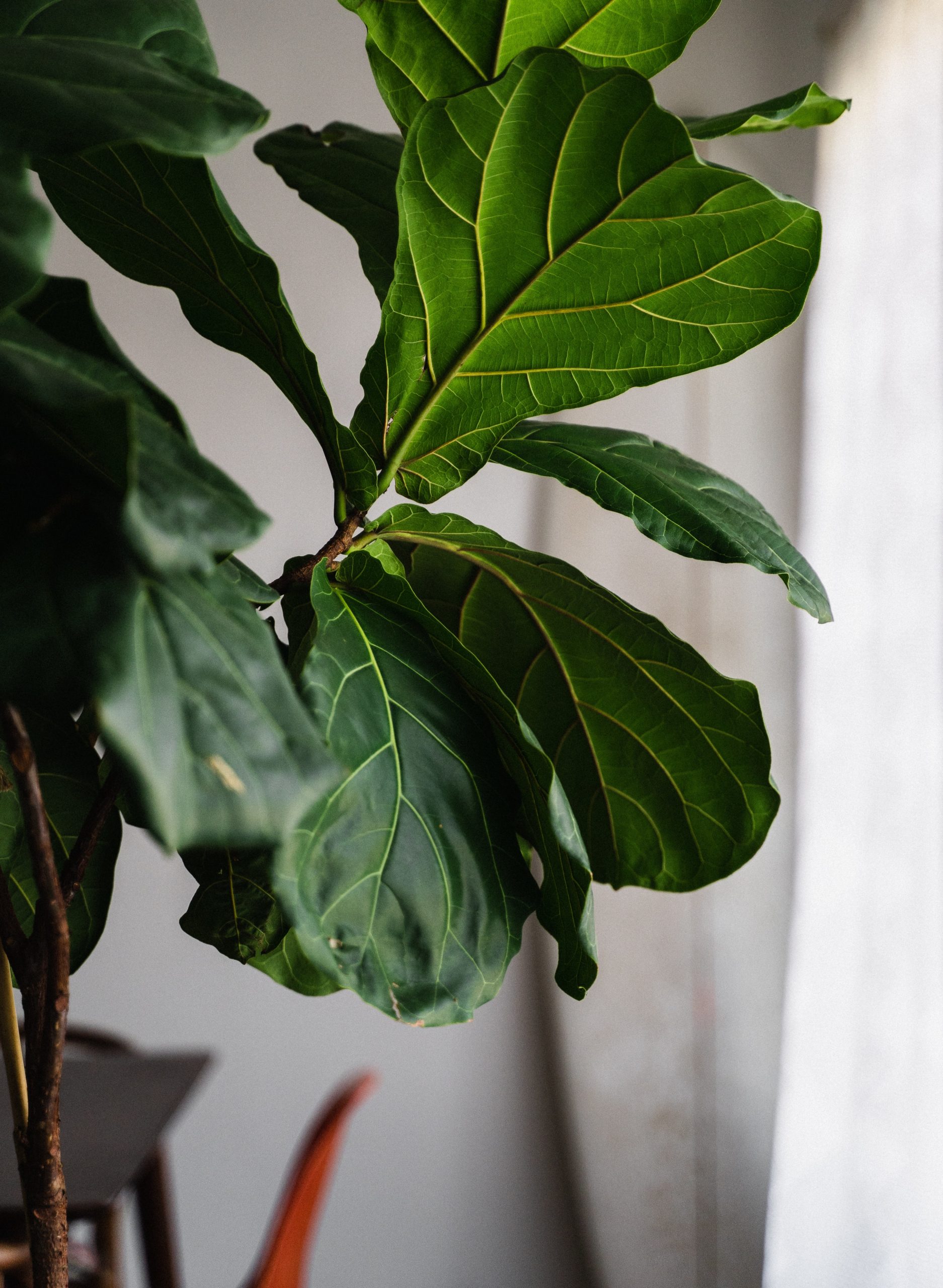 Featured image for “No Palms? A Liturgy of Houseplants for Palm Sunday”