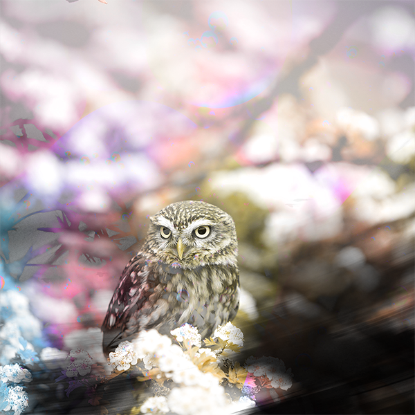 Featured image for “Communities of Wisdom in a World Drowning from Information Overload”